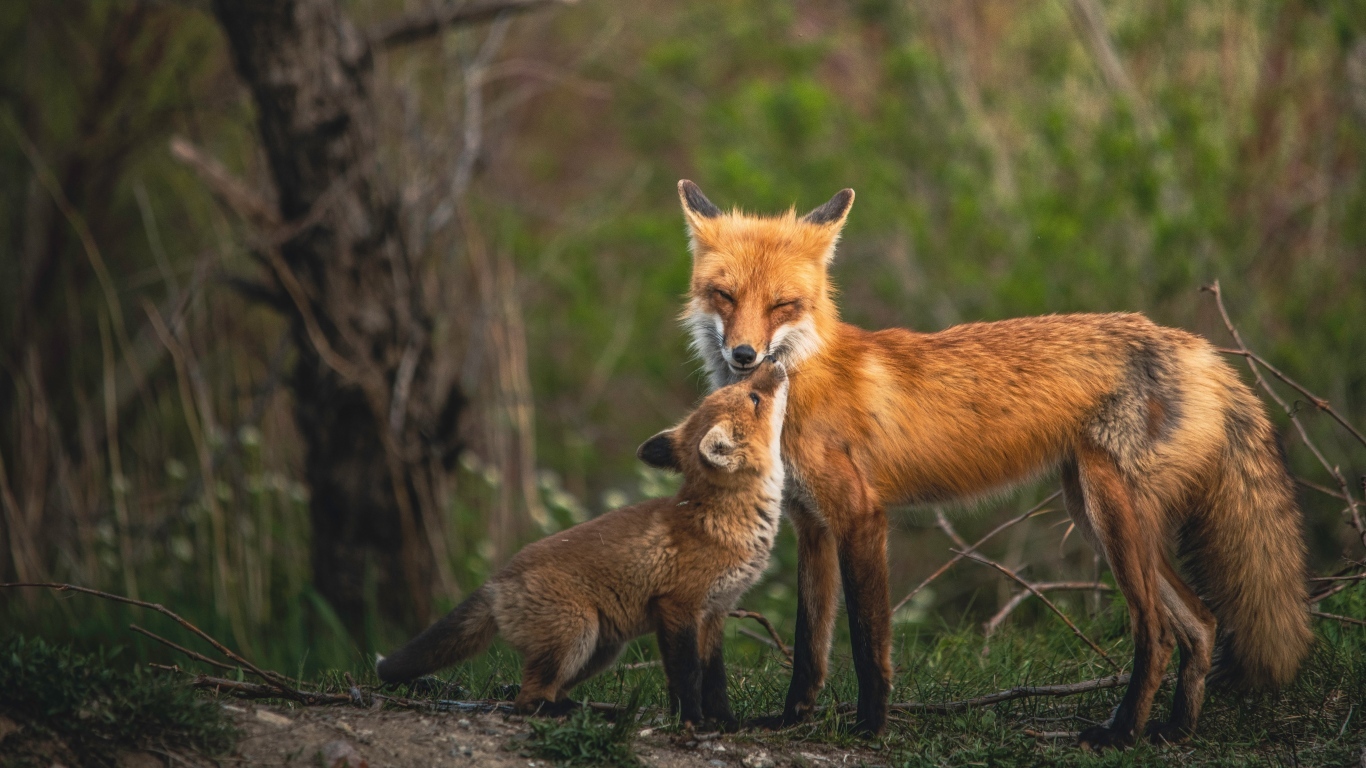 Рыжая мама лиса с лисенком
