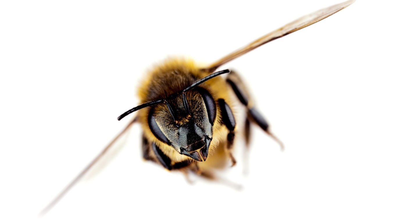 Пчела на белом фоне макросъемка