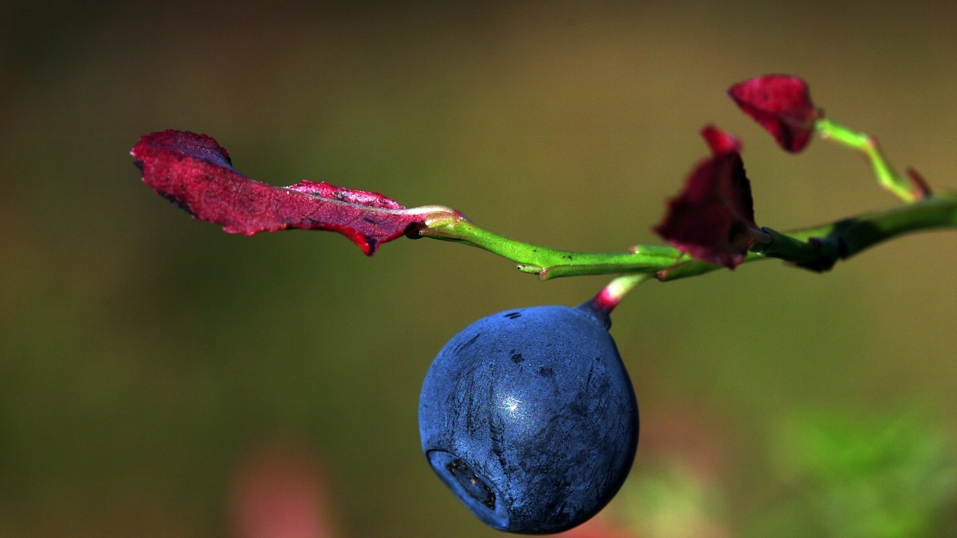 Ягода черники на ветке макросъемка