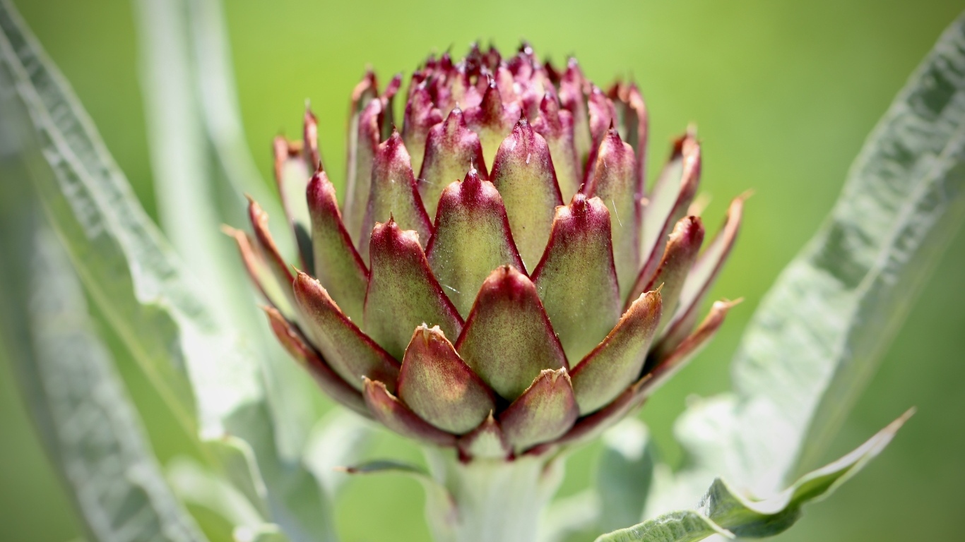 Растение артишок крупным планом