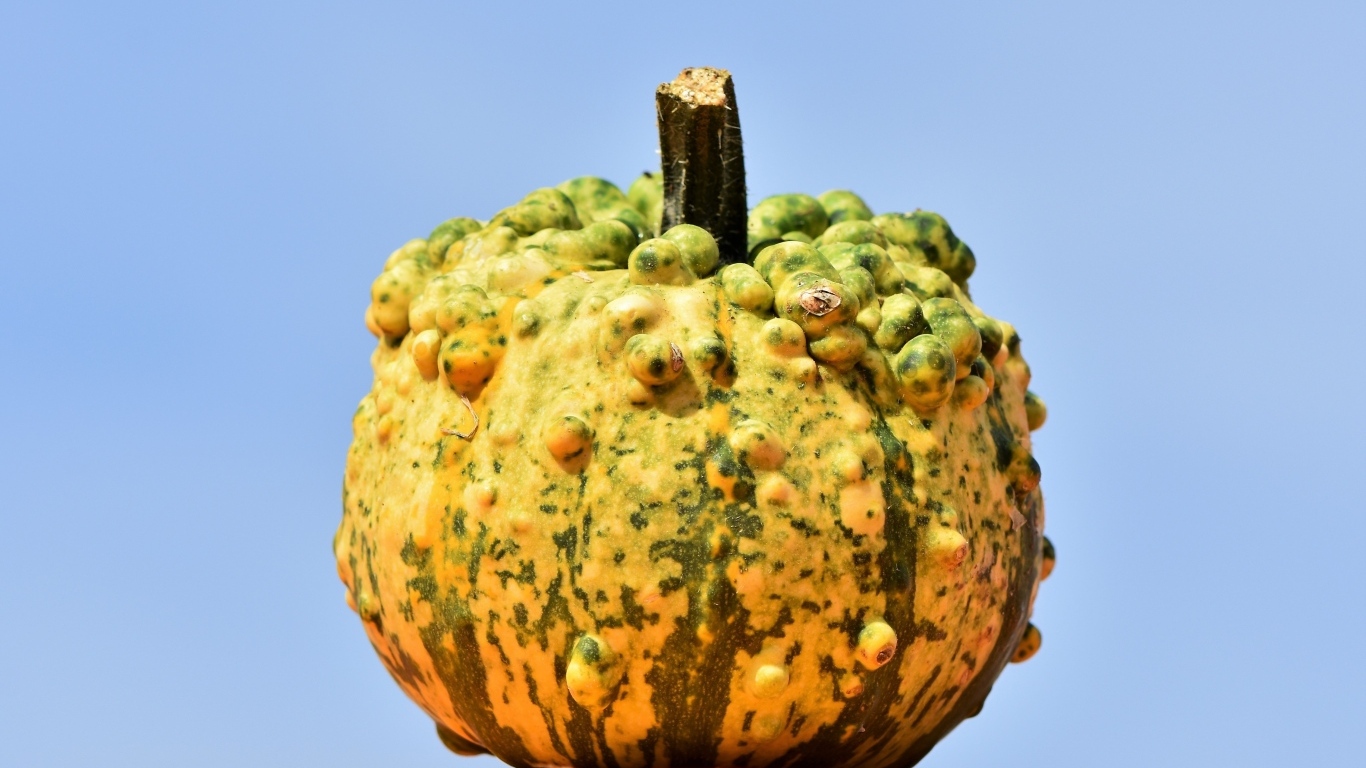 Большая тыква на фоне голубого неба