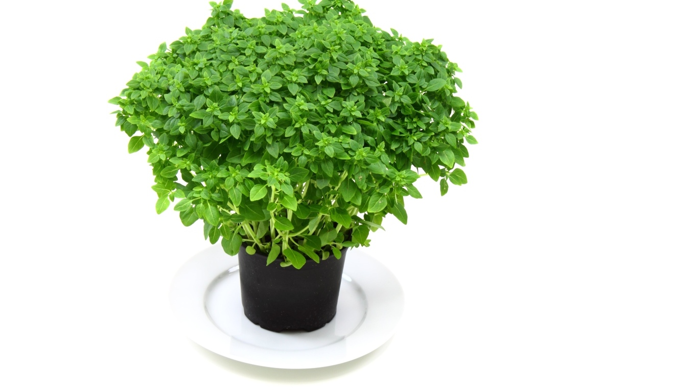 Ароматная зелень в горшке на столе