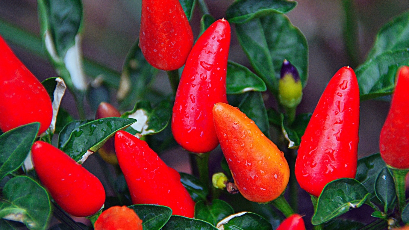 Мокрый красный перец крупным планом