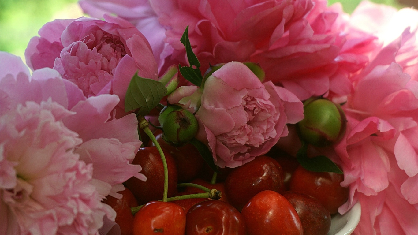 Вкусные черешни с розовыми цветами пиона