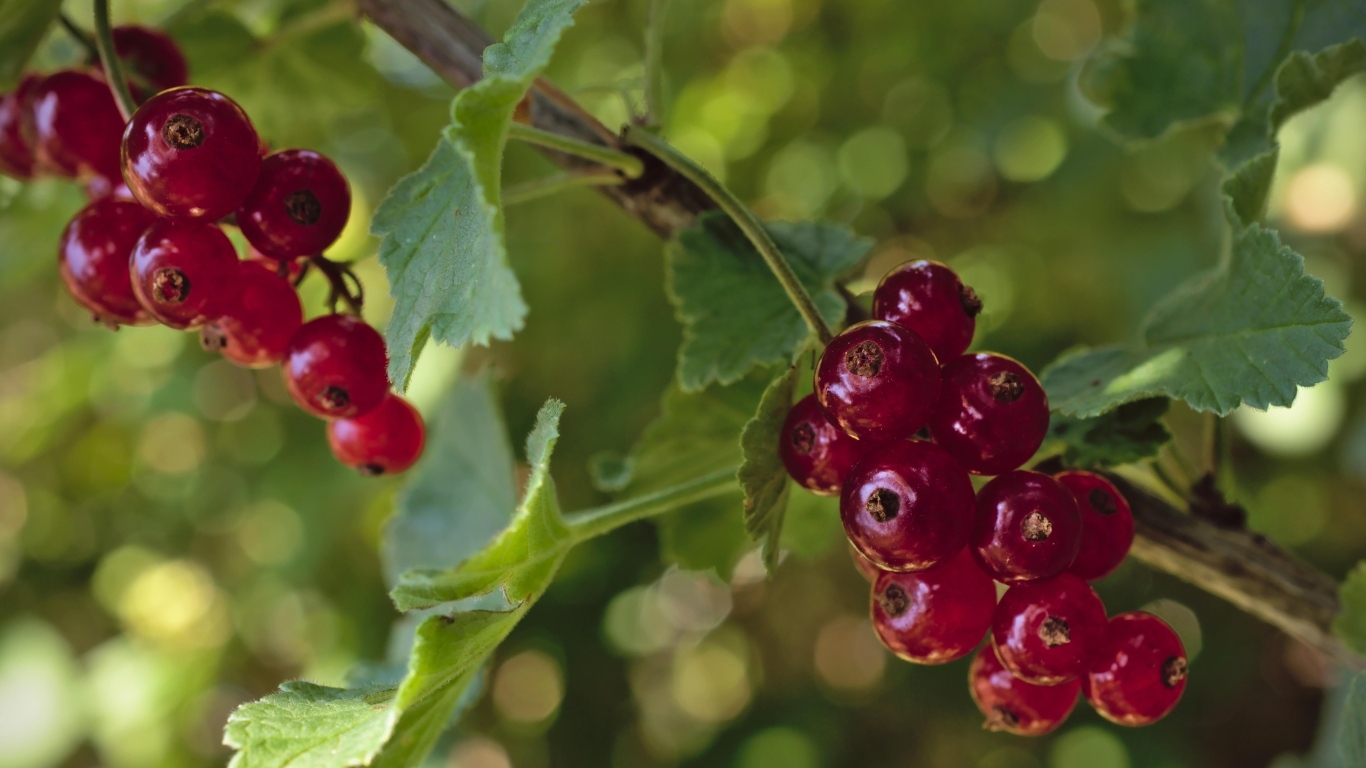 Красная смородина на веточках крупным планом