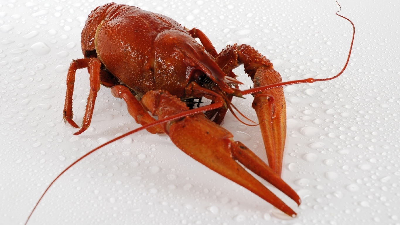 Красный вареный рак на мокрой белой поверхности