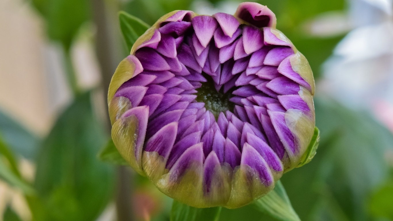 Распускающийся цветок сиреневой георгины