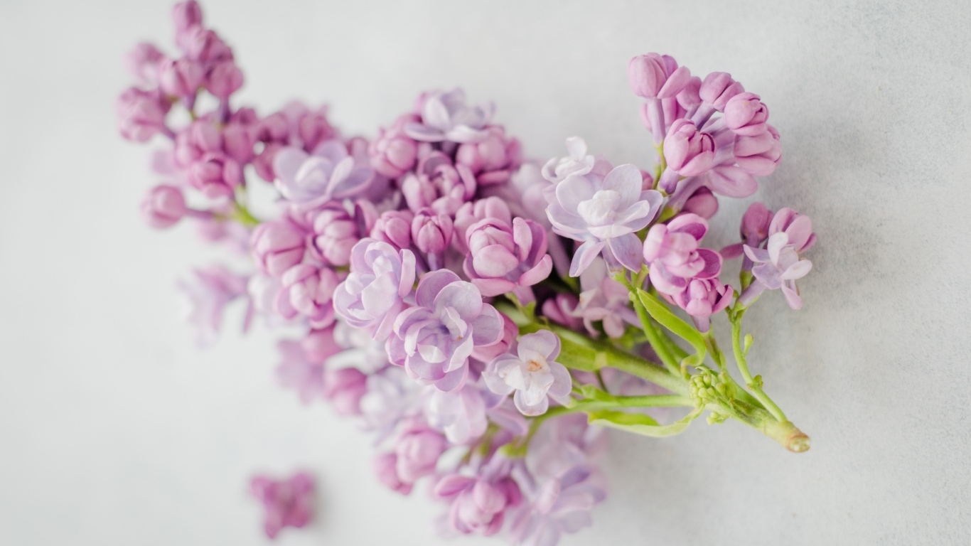 Ветка розовых цветов сирени на сером столе