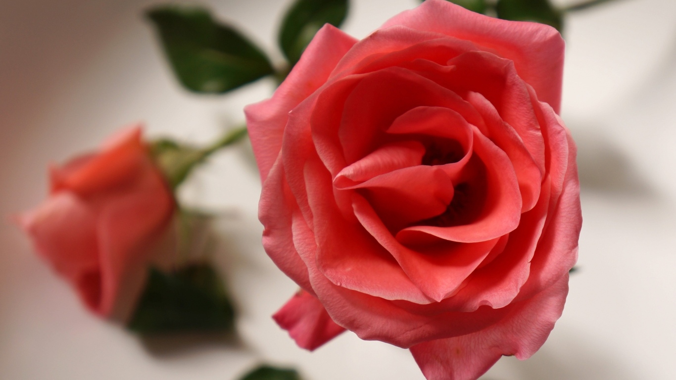 Настоящая роза кремового цвета