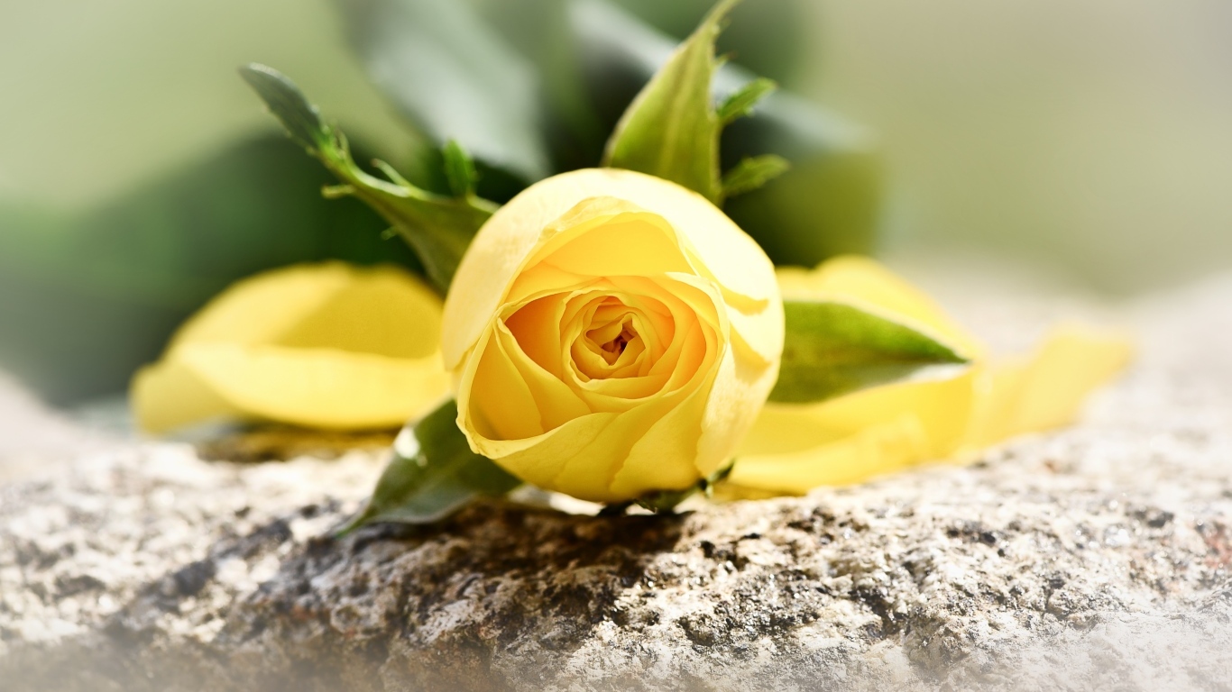 Желтая роза лежит на камне