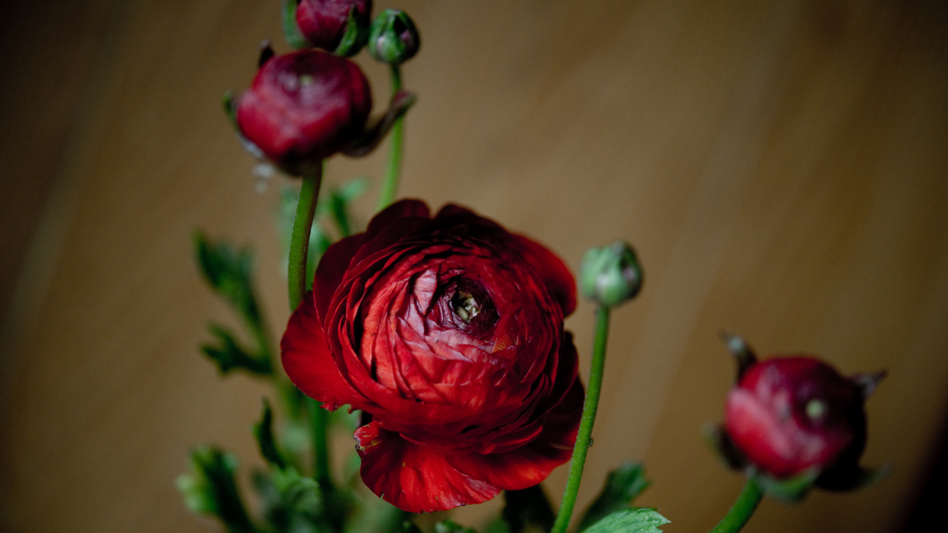 Красивые бордовые лютики с бутонами