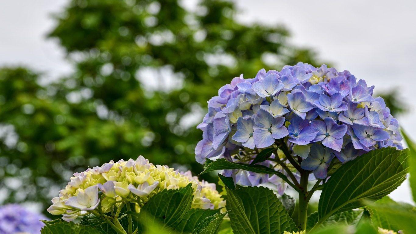 Красивые цветы гортензии распускаются на клумбе