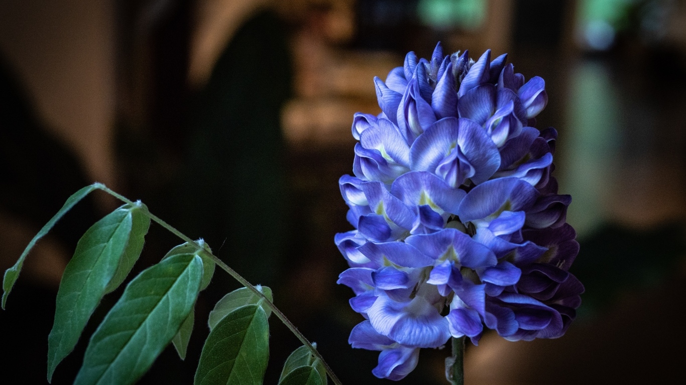 Красивый фиолетовый цветок глицинии