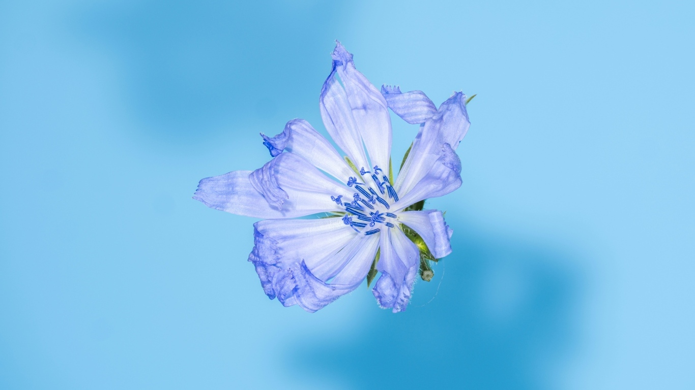 Синий цветок цикория на голубом фоне