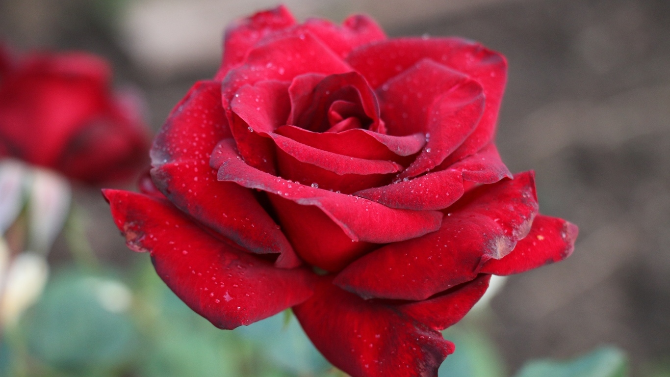 Бордовая чайная роза крупным планом