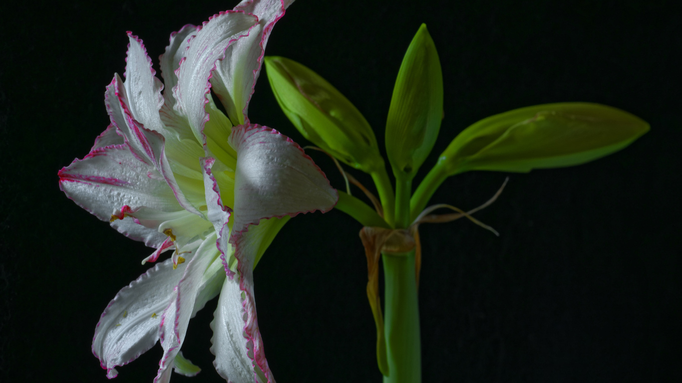 Нежный цветок амариллиса на черном фоне