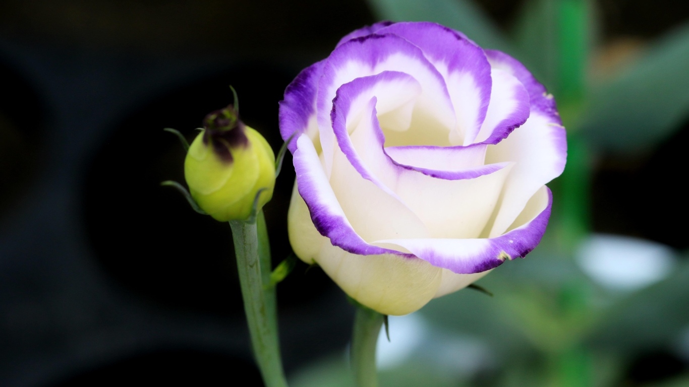 Нежный цветок эустомы с бутоном крупным планом