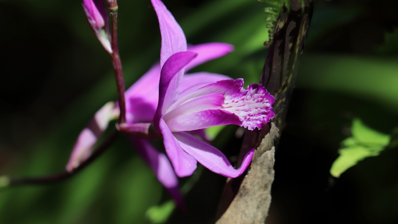 Цветок розовой нежной орхидеи