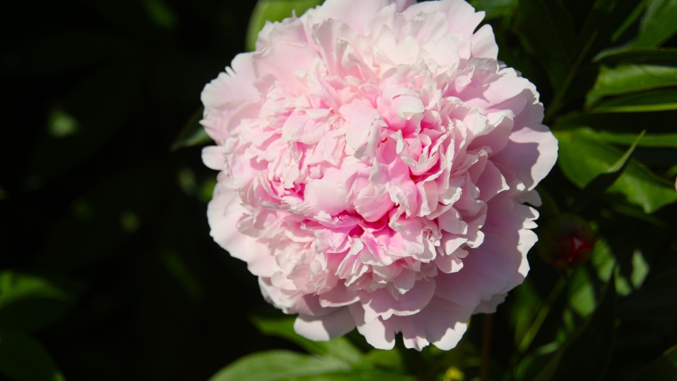 Ароматный розовый пион на клумбе в лучах солнца