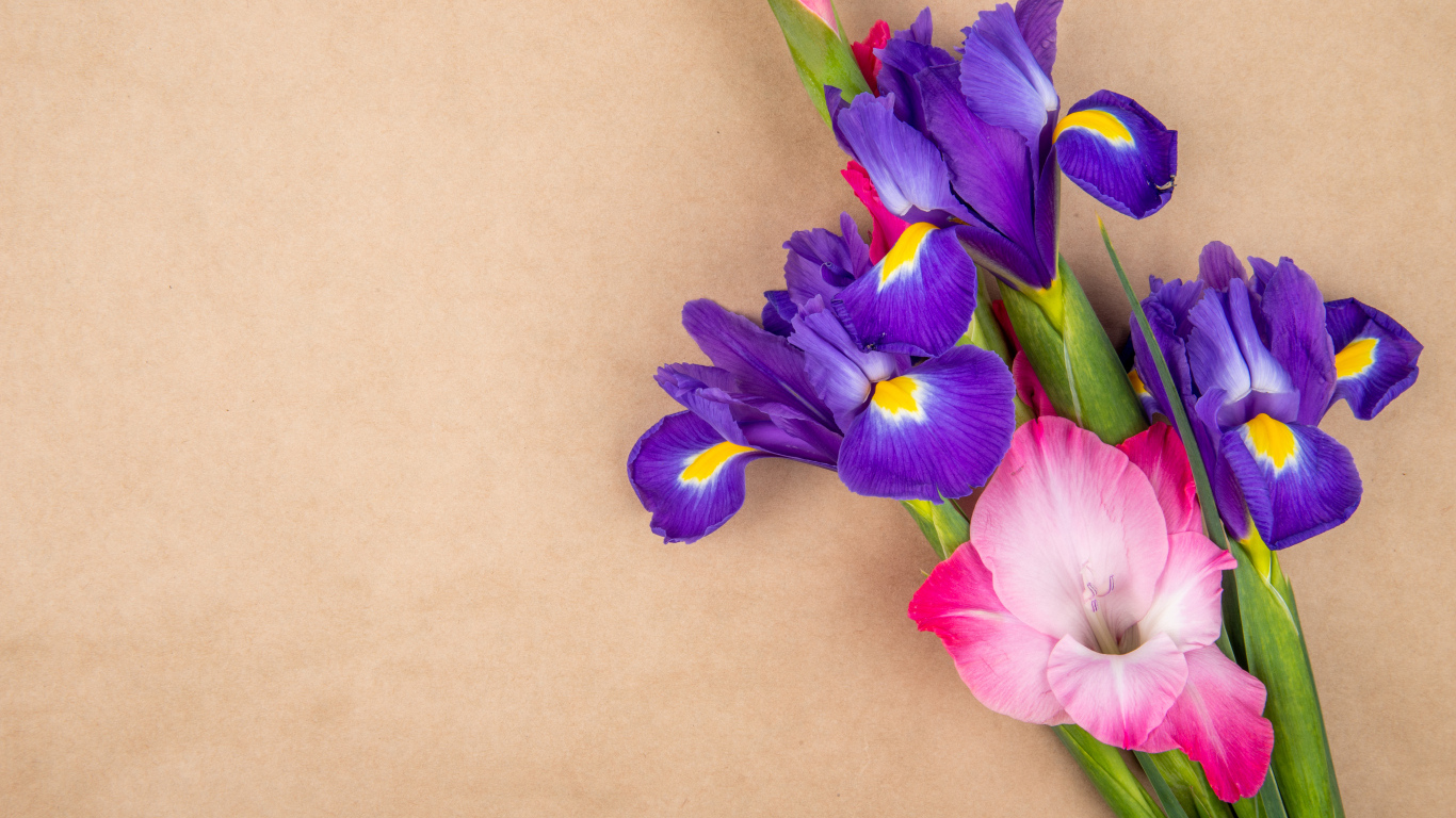 Цветы ириса с розовым гладиолусом