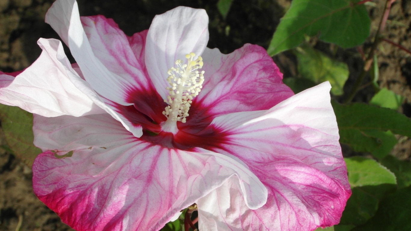 Большой бело-розовый цветок гибискуса