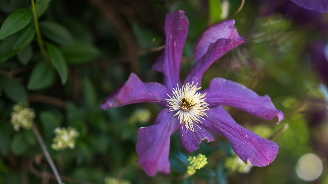 Сиреневый цветок садового клематиса