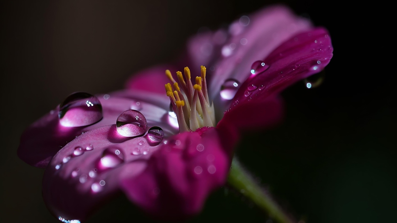 Сиреневый цветок с каплями воды крупным планом