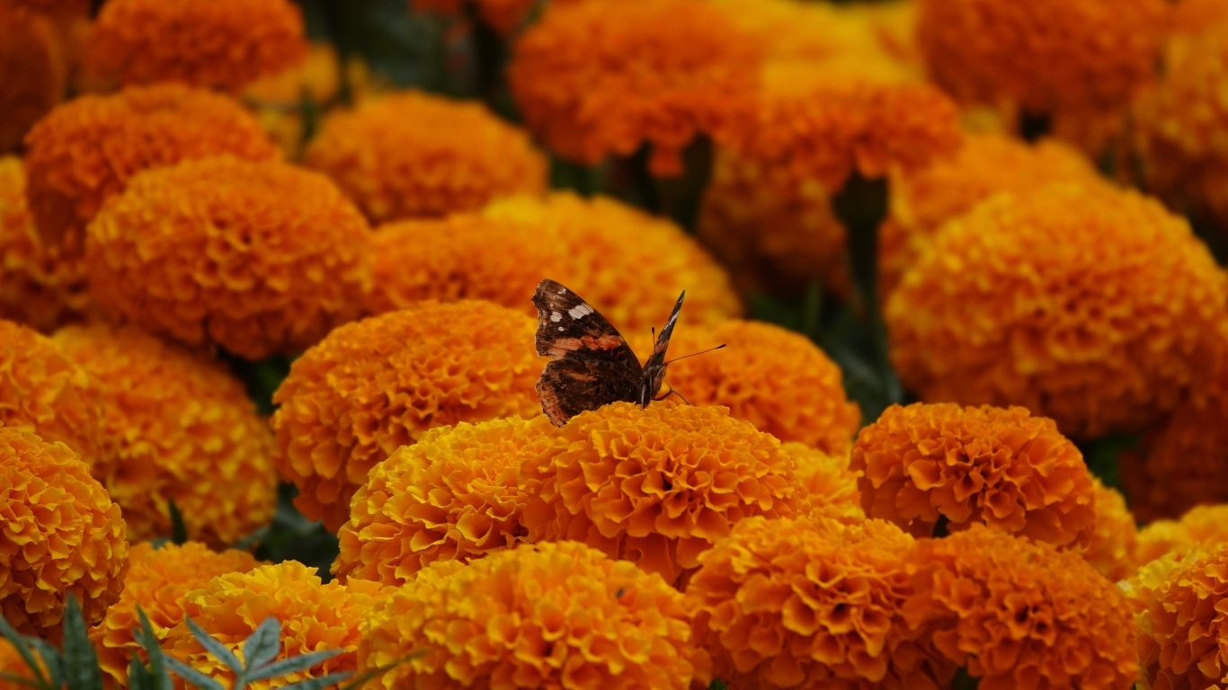 Много пышных ароматных цветов бархатцев с бабочкой