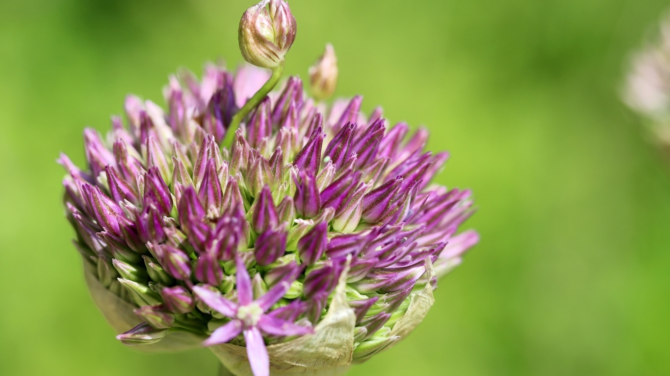 Цветок лука на зеленом фоне