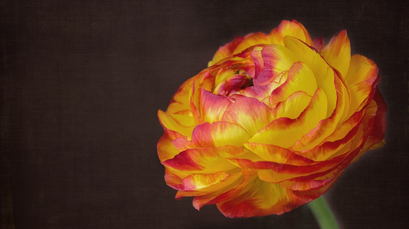 Оранжевый цветок лютика крупным планом на сером фоне