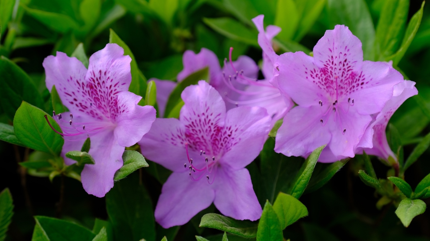 Розовые цветы азалии в зеленых листьях