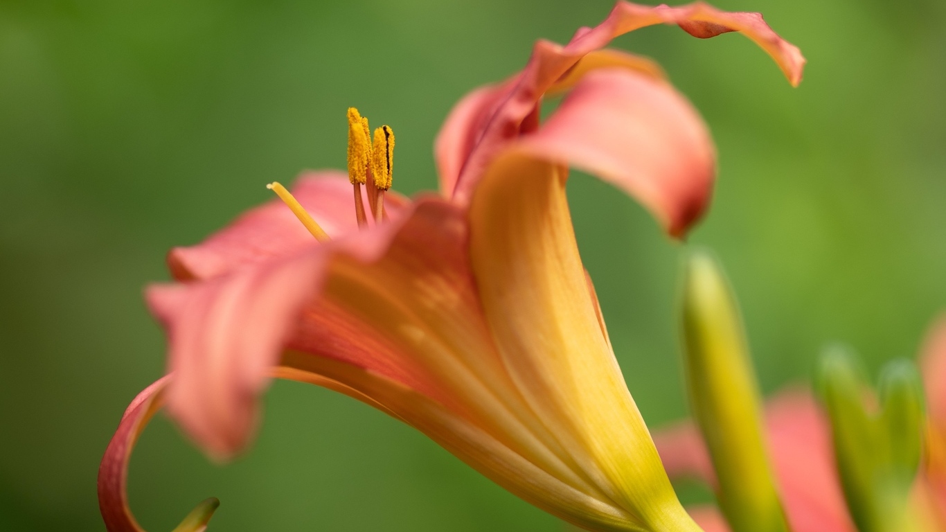 Розовый цветок лилейника на зеленом размытом фоне