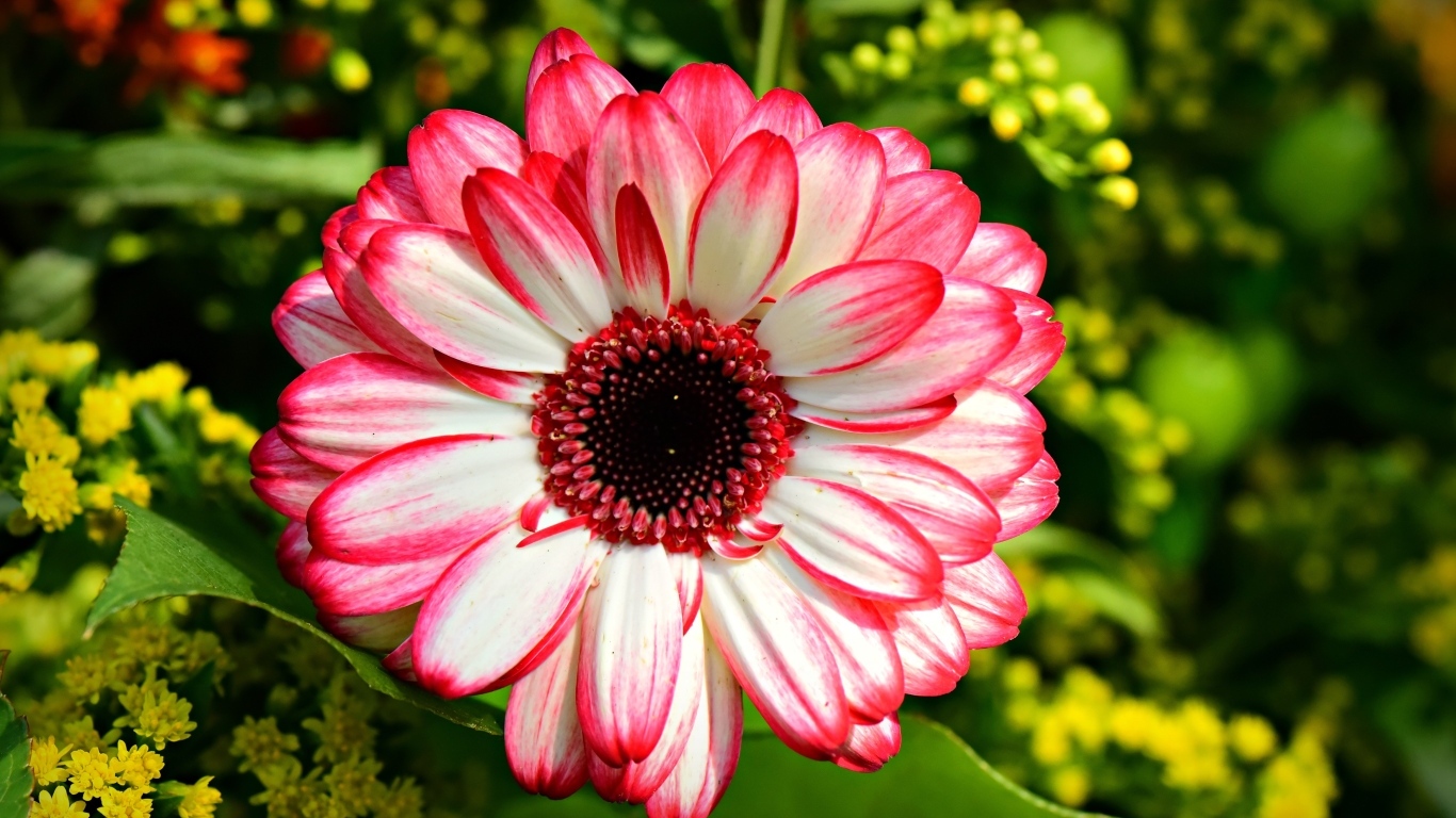 Розовая гербера крупным планом на клумбе