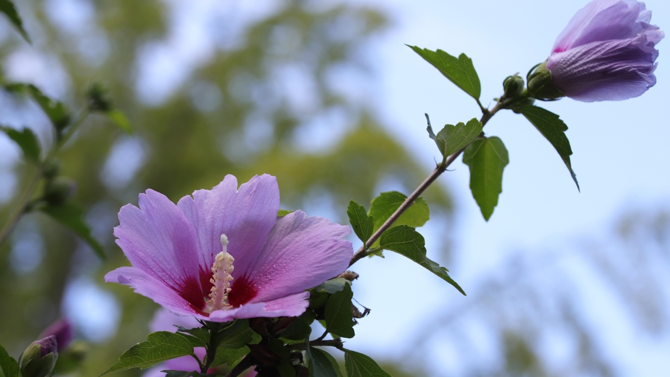 Розовые цветы гибискуса  на клумбе