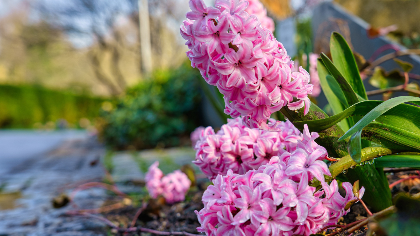 Розовые цветы гиацинта после дождя