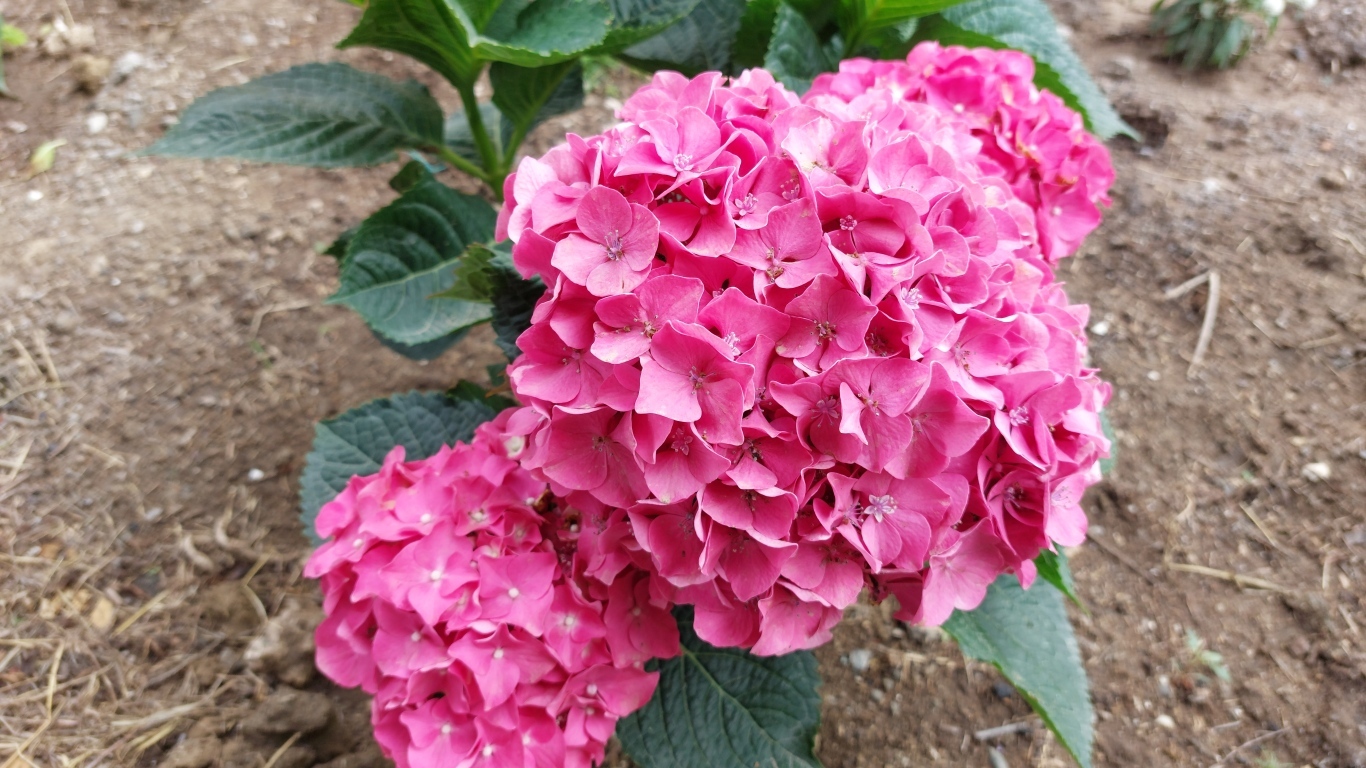 Розовая гортензия в саду на клумбе