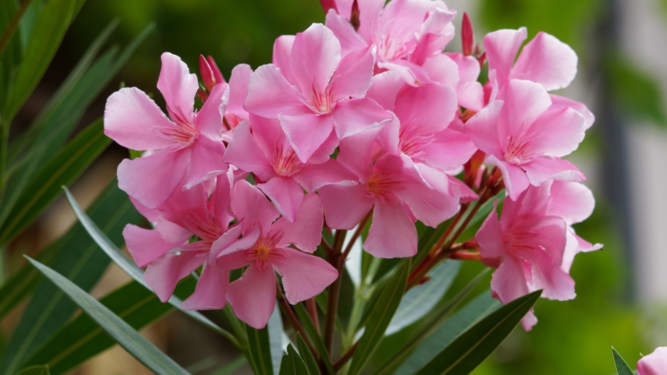 Розовые цветы олеандр крупным планом