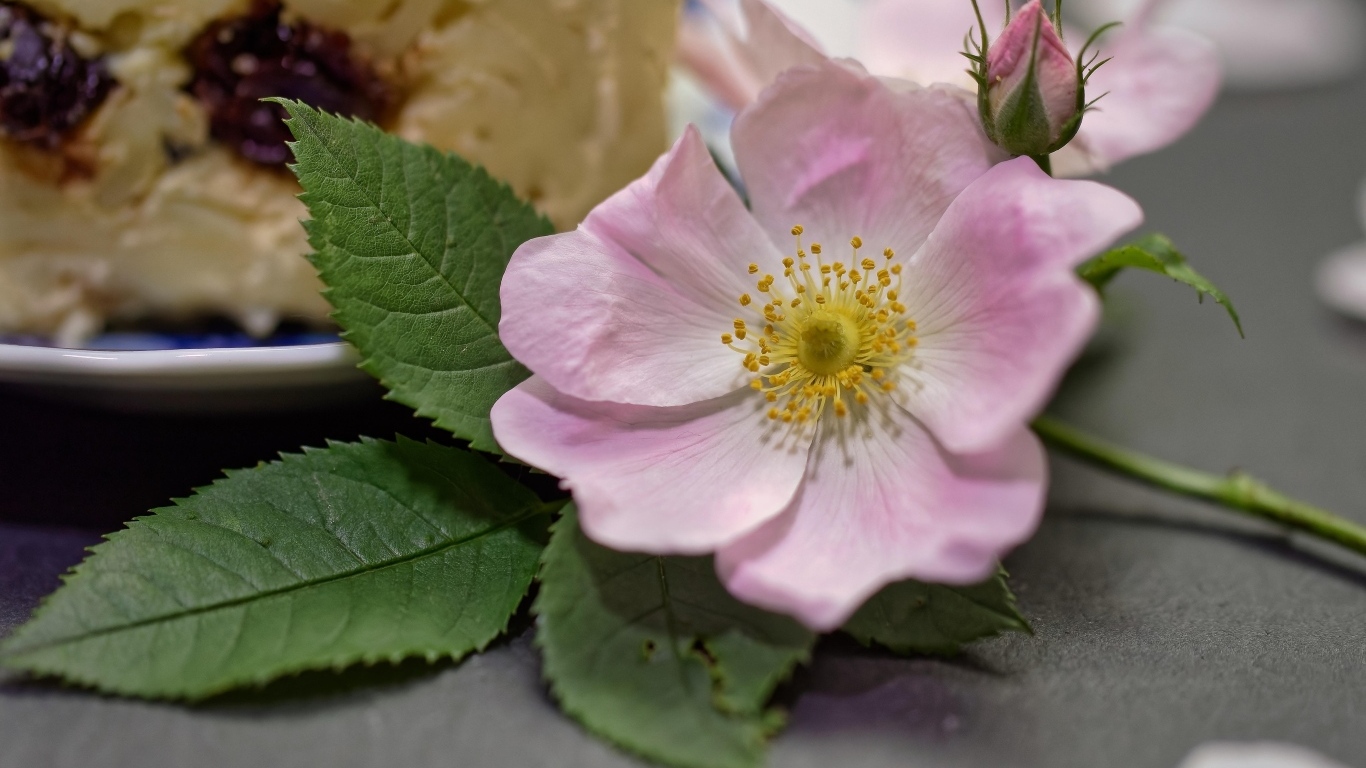 Розовый цветок шиповника с бутоном и зелеными листьями на столе