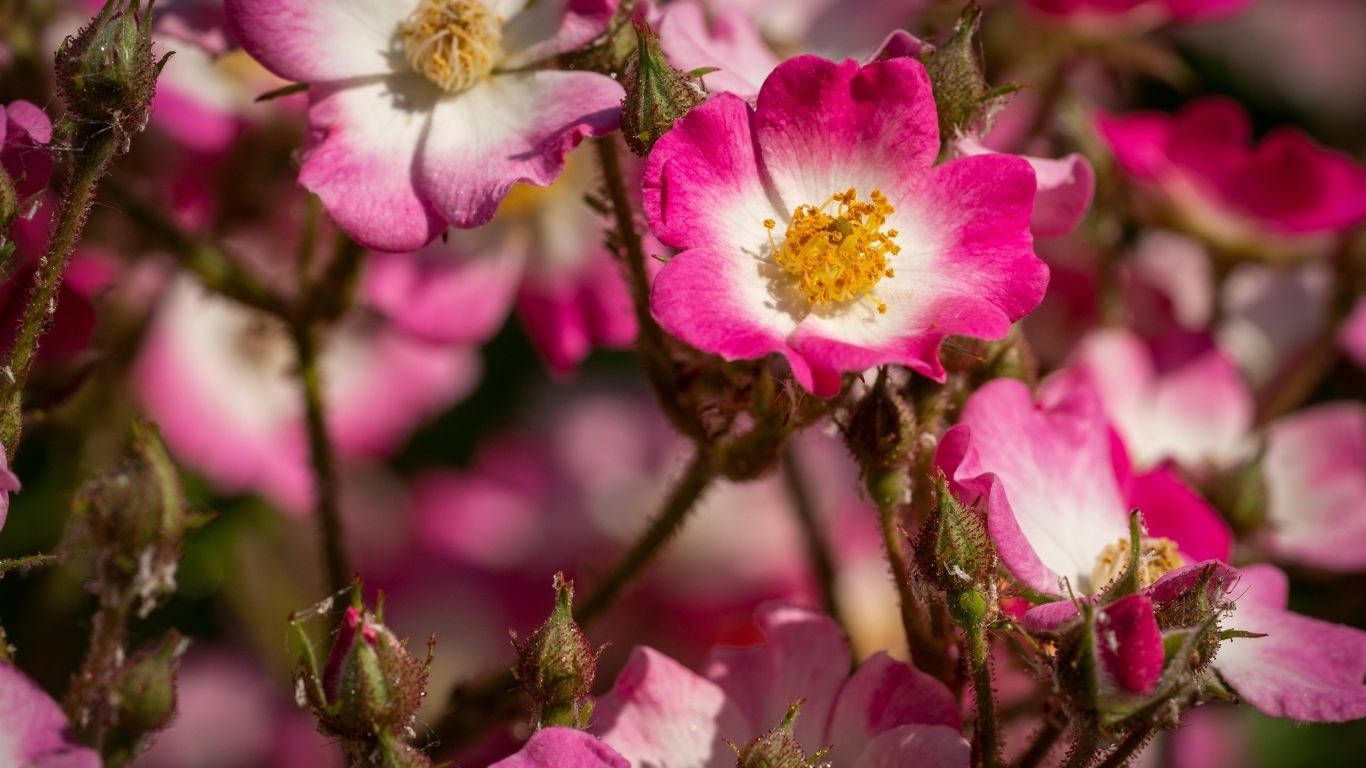Розовые цветы шиповника крупным планом
