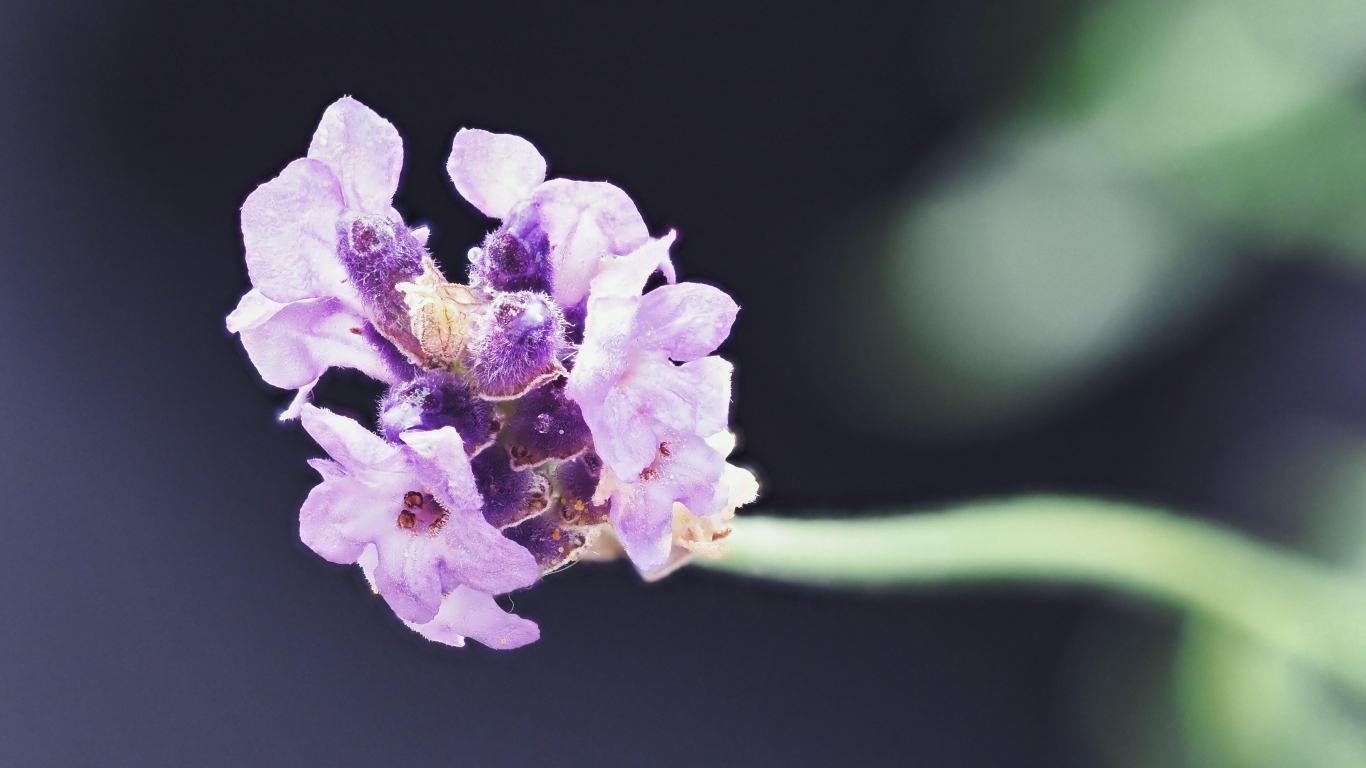 Розовый полевой цветок крупным планом