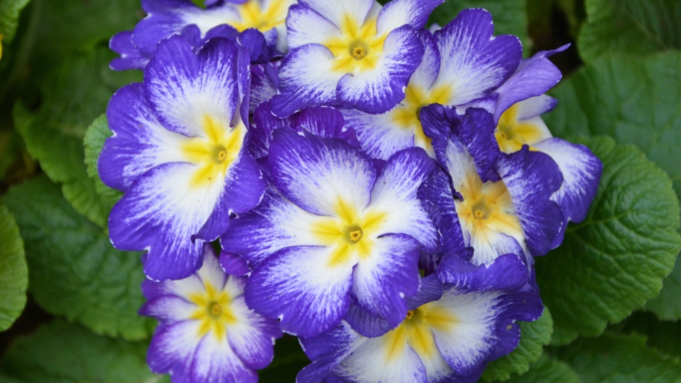 Фиолетовый комнатный цветок примула крупным планом