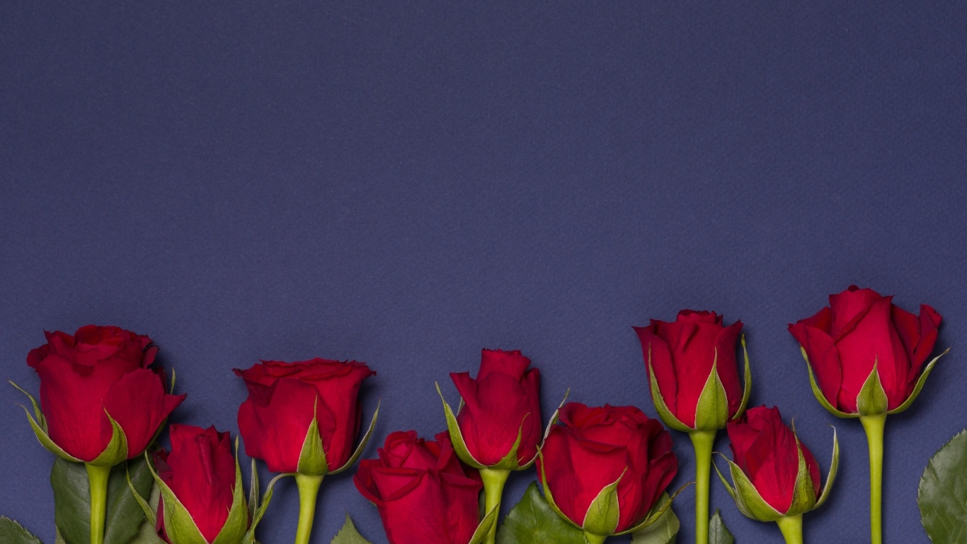 Красные английские розы на синем фоне