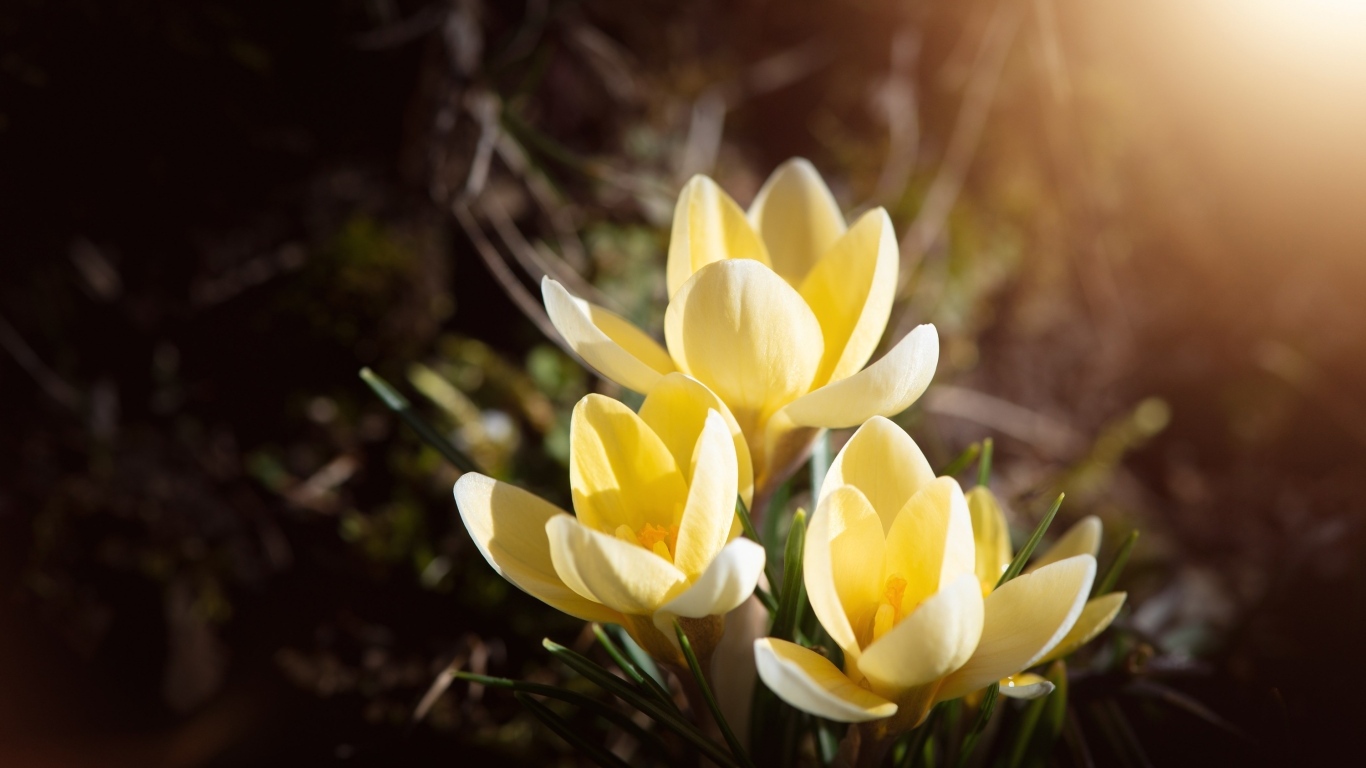 Маленькие милые весенние желтые цветы крокуса