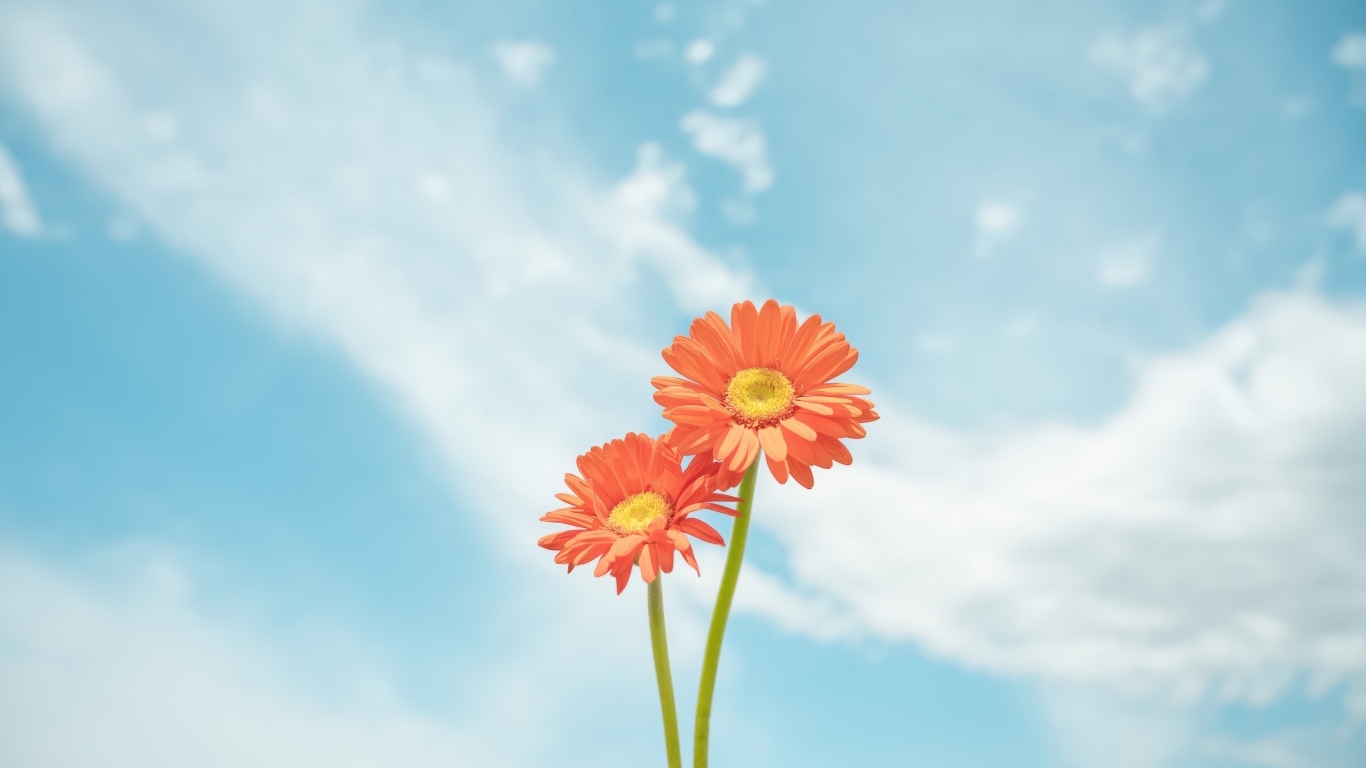 Два цветка герберы на фоне неба