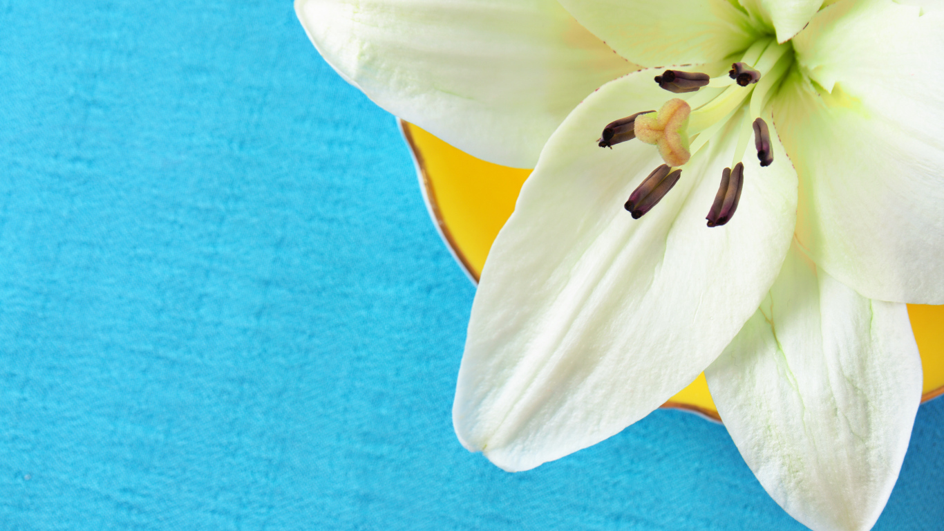 Белый цветок лилии на голубом фоне