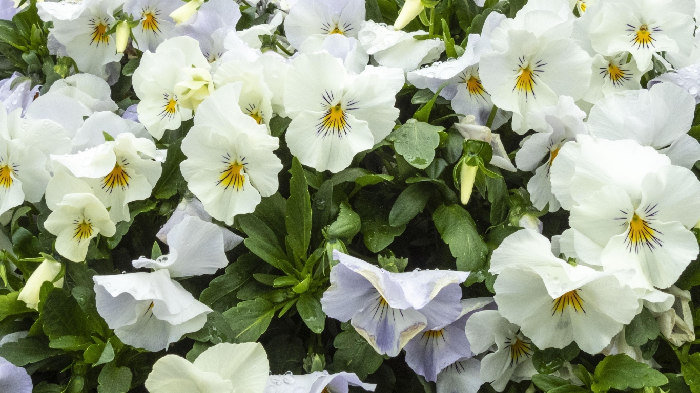 Белые цветы анютины глазки крупным планом