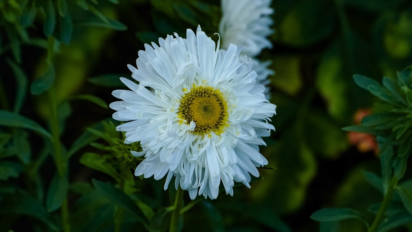 Белый летний цветок астра на клумбе