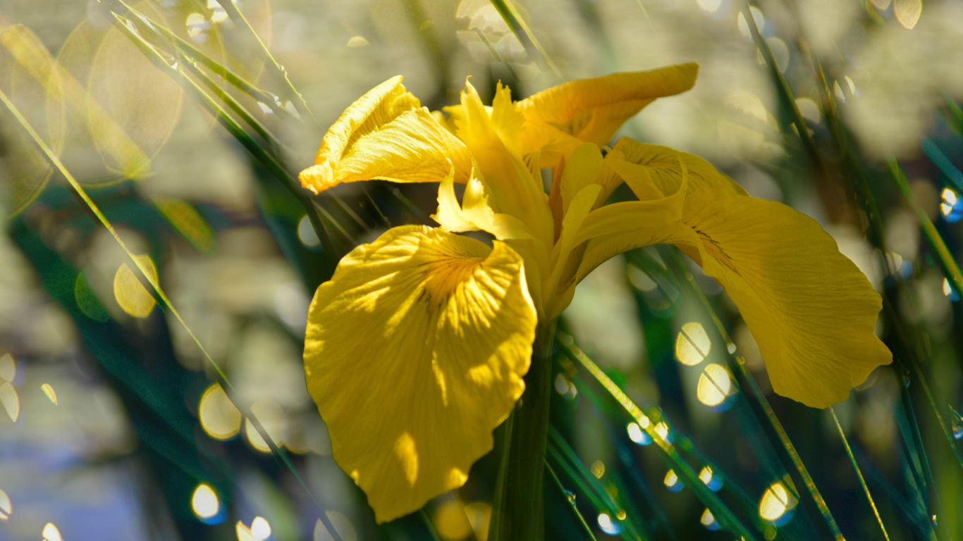 Желтый цветок ириса под дождем