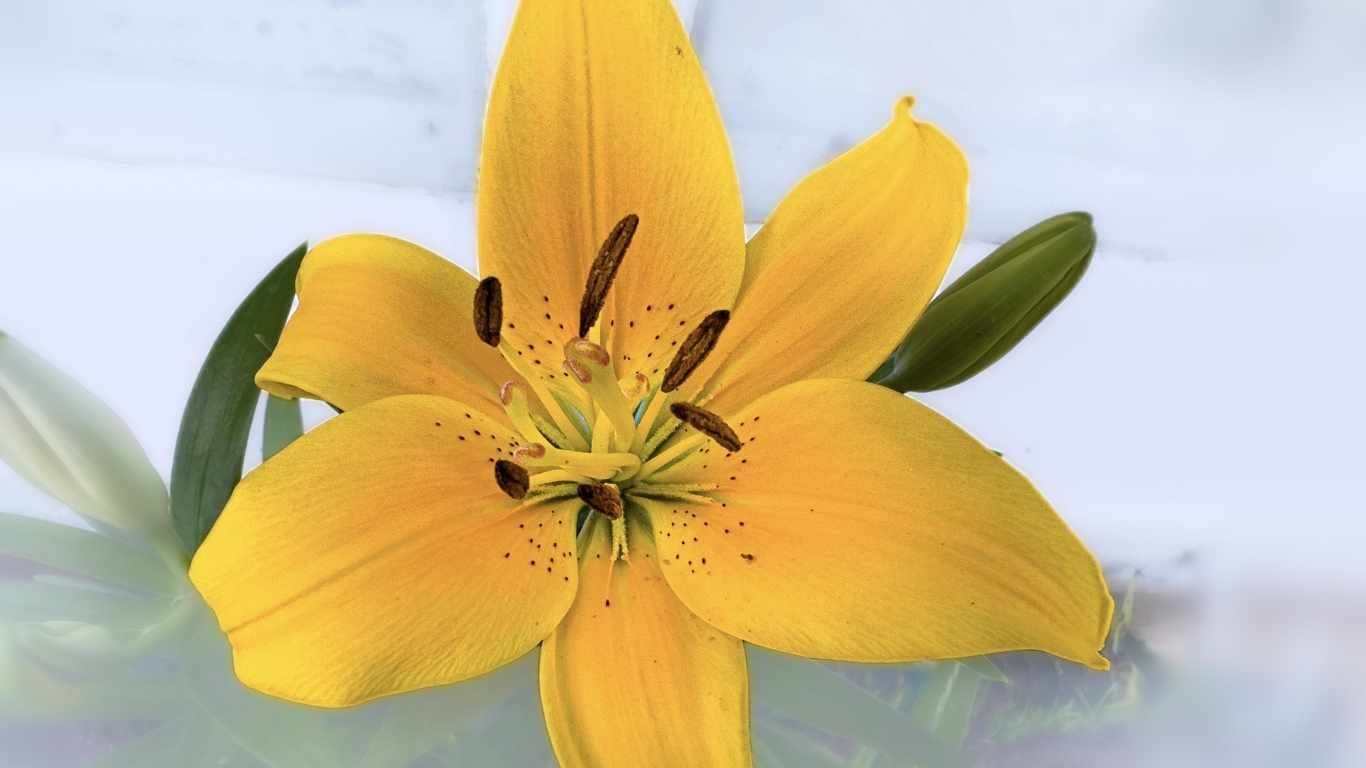 Желтый цветок лилии на прозрачном фоне