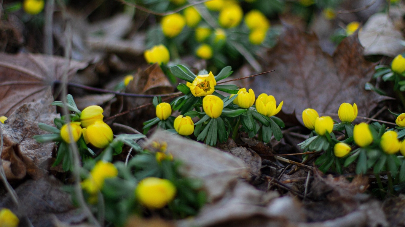 Желтые весенние лесные цветы в сухой траве